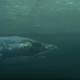 Screen capture via Discovery Channel